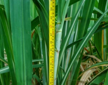 Cane height measurement audit